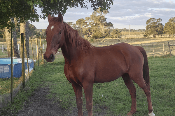 A sturdy white horse named Rose